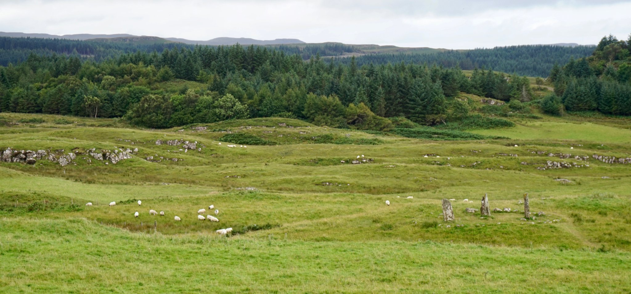 Standing stones & forest at Glengorm Castle