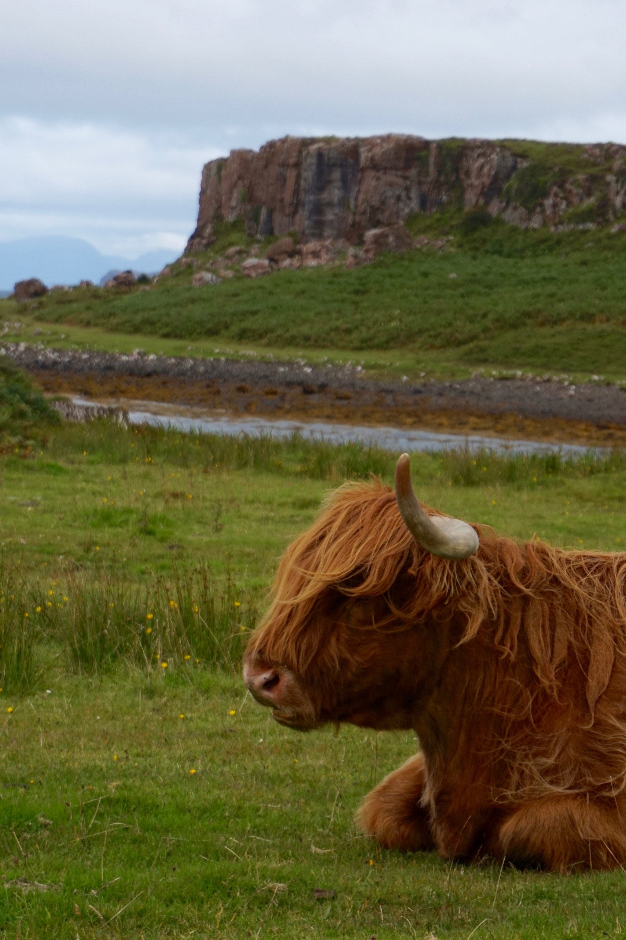 Highland cattle at Glengorm Castle