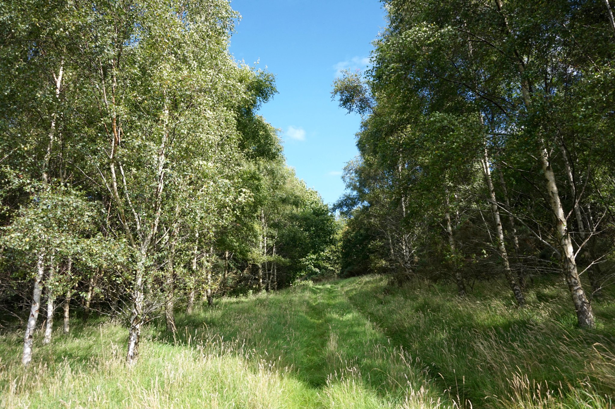 A trail through a forest just outside the village of Nigg